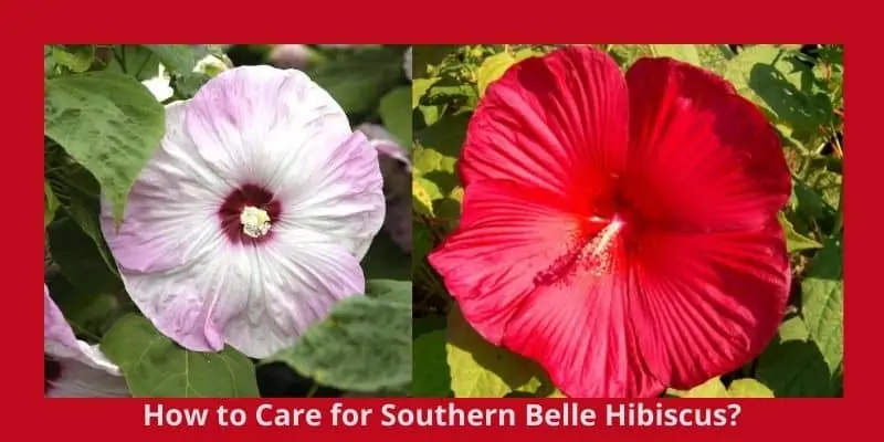How to Care for Southern Belle Hibiscus