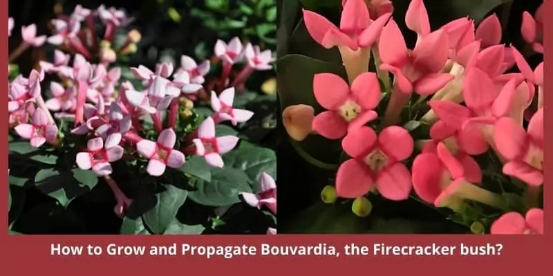 How to Grow and Propagate Bouvardia, the Firecracker bush
