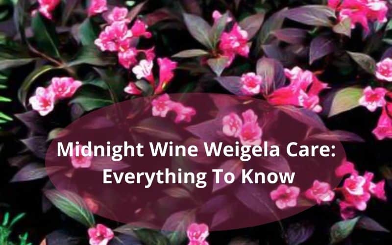 Midnight Wine Weigela Care Everything To Know