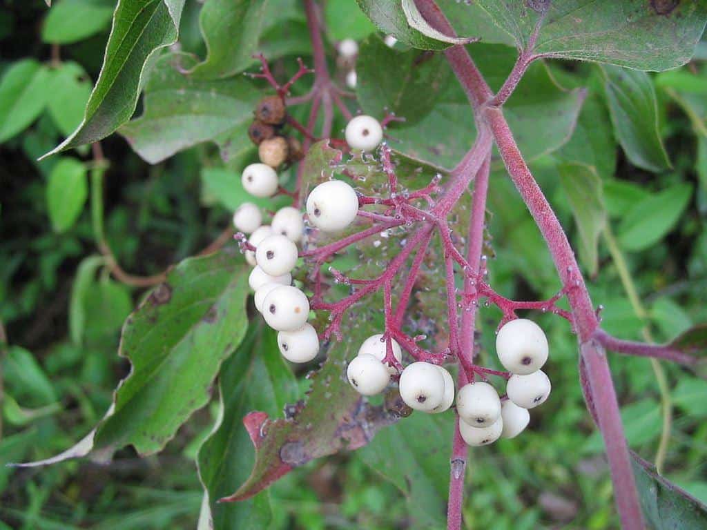 Northern_Swamp_gray_Dogwood_berries