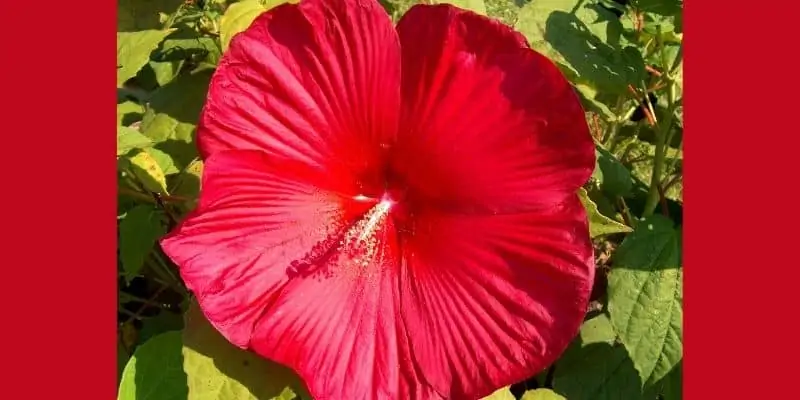 Red Southern belle hibiscus