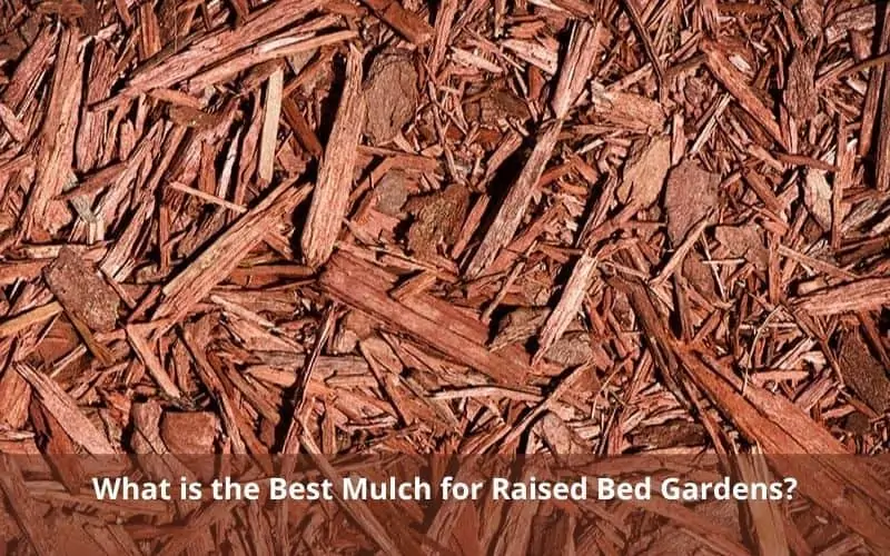 What is the Best Mulch for Raised Bed Gardens