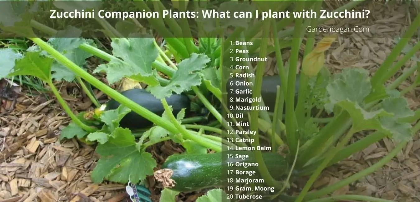 Zucchini Companion Plants What can I plant with Zucchini