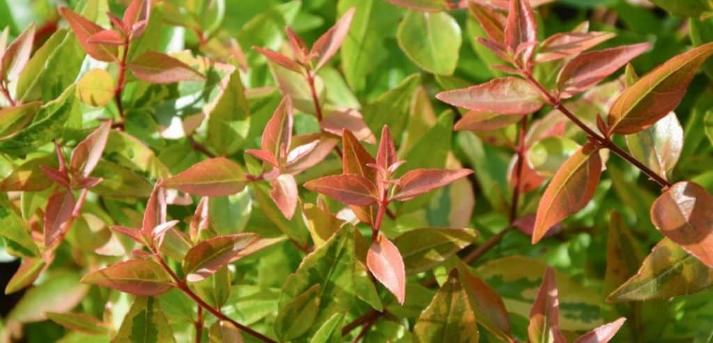 How to Grow Abelia Plant? Propagating Abelia Plants - Garden Bagan