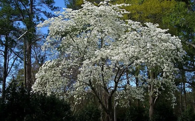 gray dogwood tree