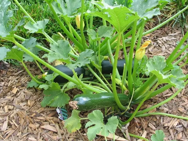 zucchini-plant