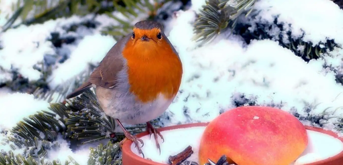 Garden Works to do in Winter- feed birds and animals