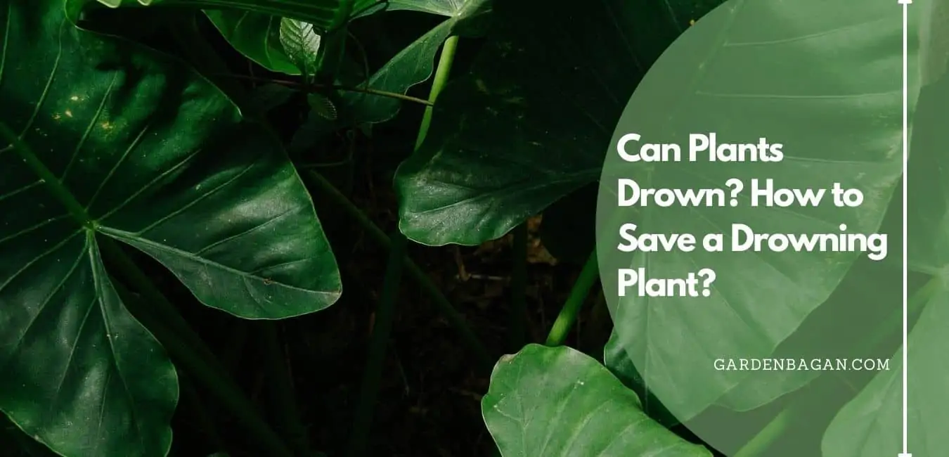 Can Plants Drown How to Save a Drowning Plant