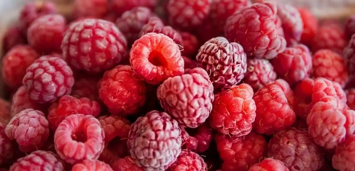 How to Grow Canby Raspberries