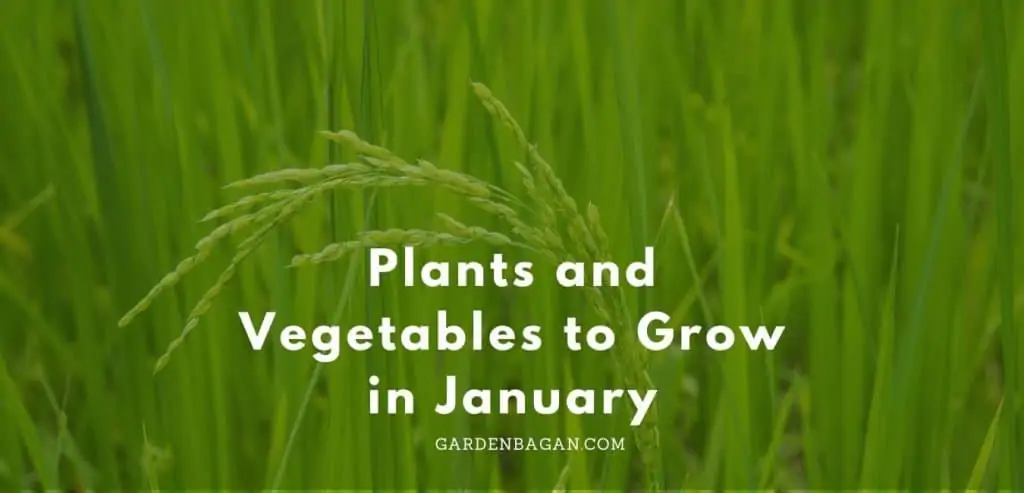 plants-and-vegetables-to-grow-in-january-garden-bagan