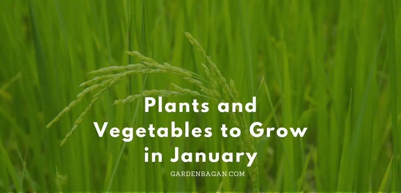 Plants and Vegetables to Grow in January