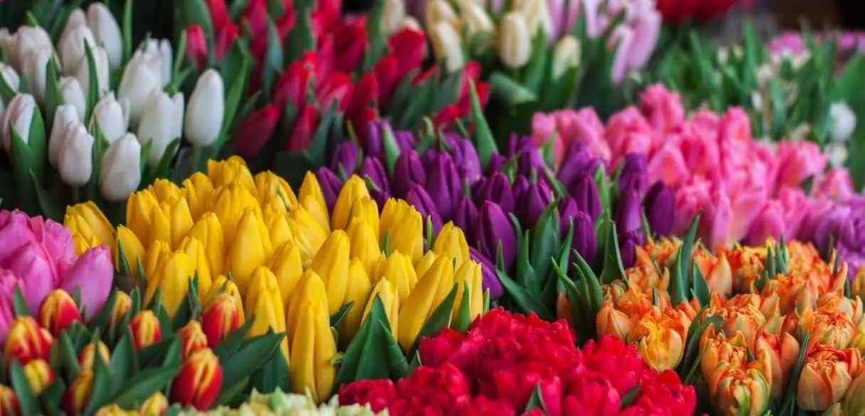 How to Grow Tulips in a Greenhouse