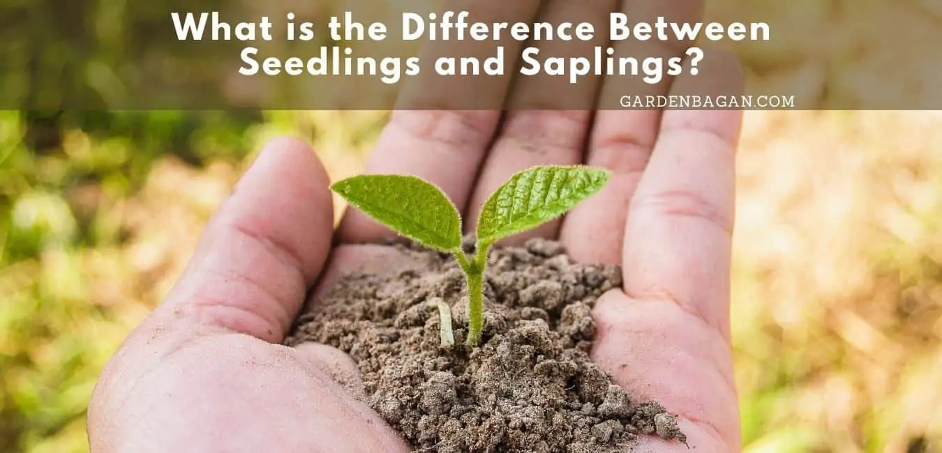 What is the Difference Between Seedlings and Saplings