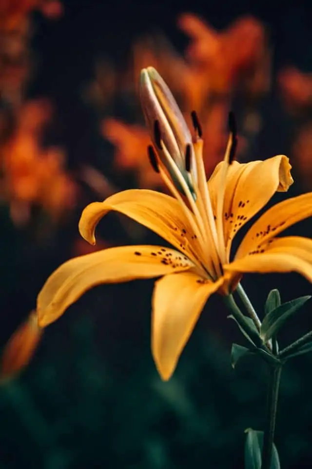 How Fast do Tiger Lilies Spread