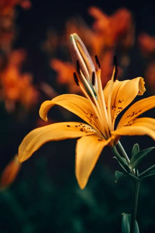 How Fast do Tiger Lilies Spread? Garden Bagan