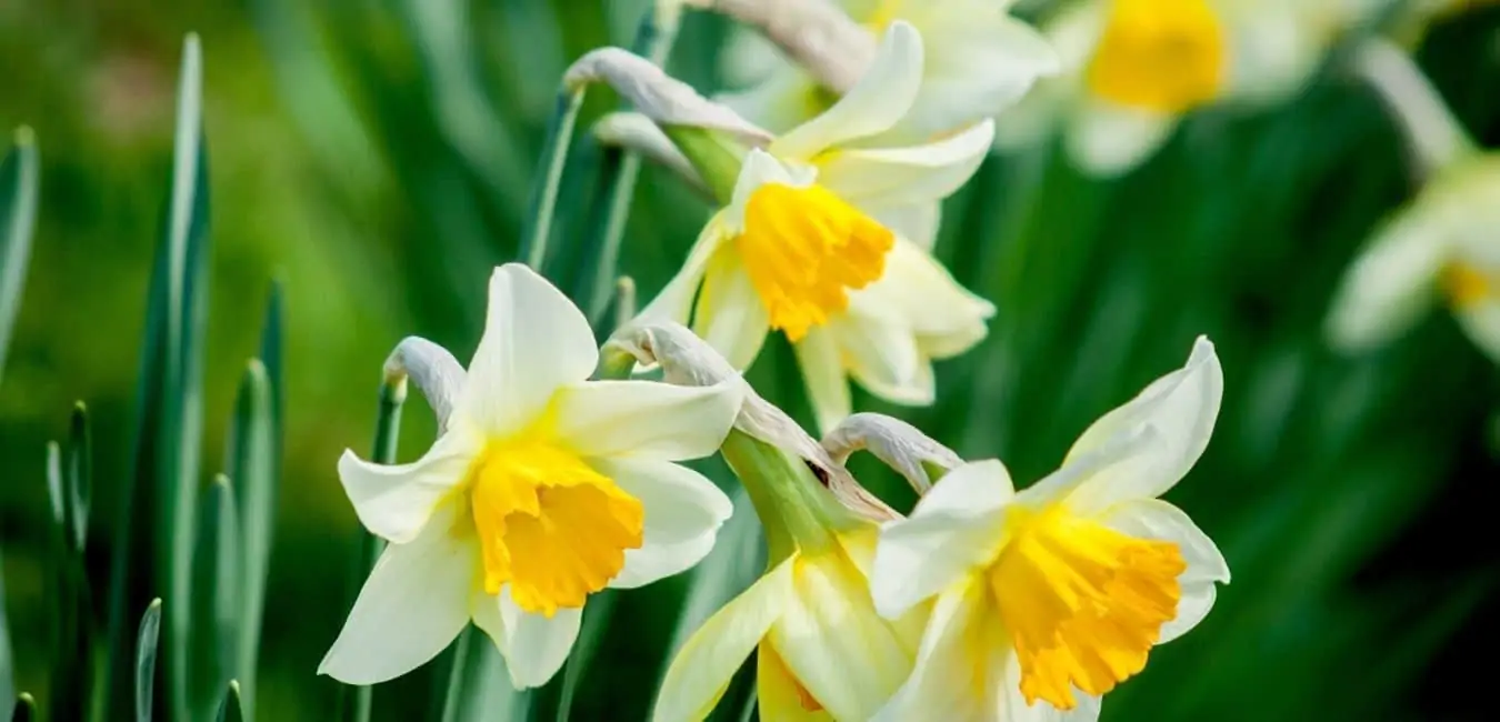 daffodils pests and diseases