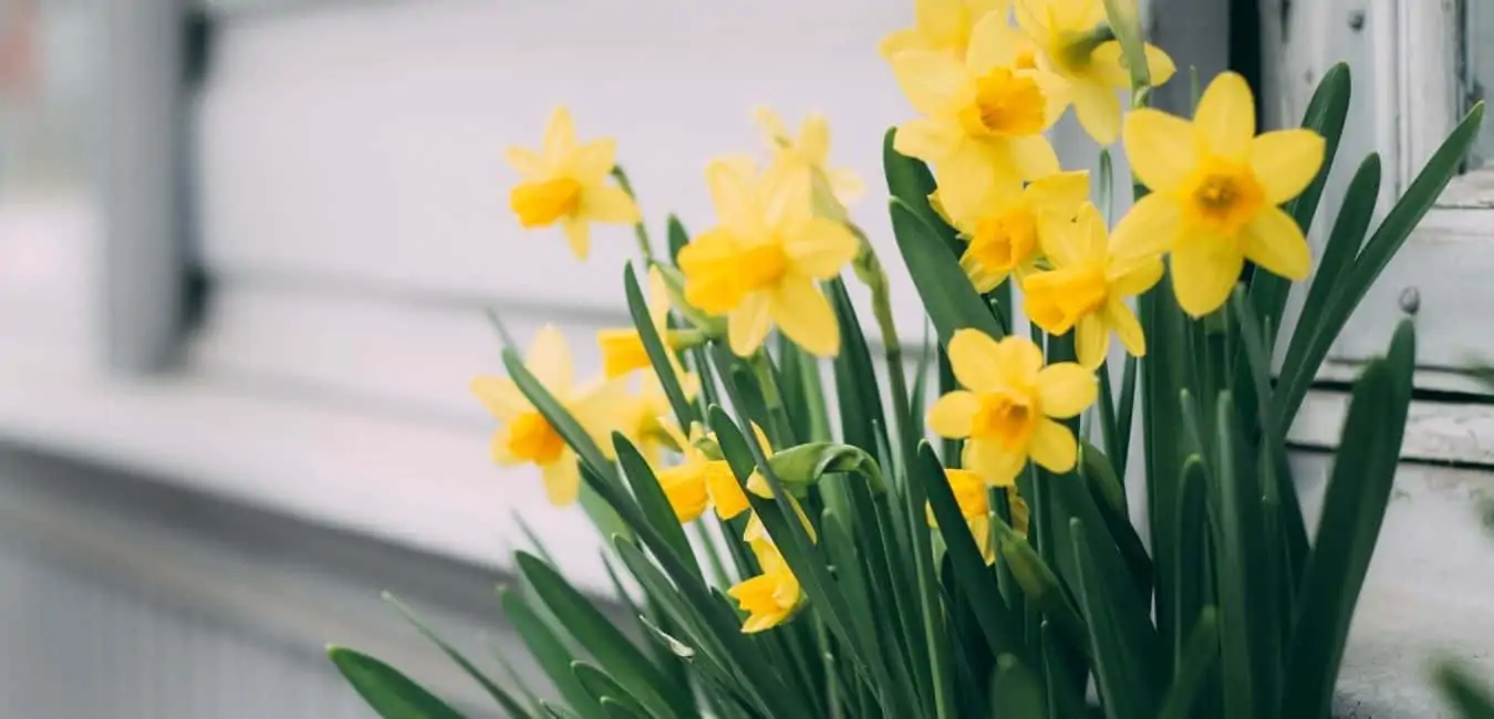 How To Propagate Daffodils in spring
