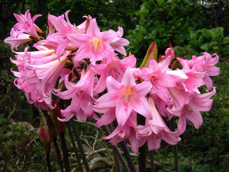How to Transplant and Grow Amaryllis Belladonna? Garden Bagan