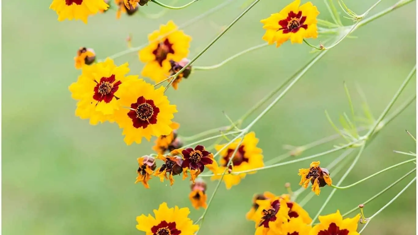 How to Grow Coreopsis: Tickseed Flowers?