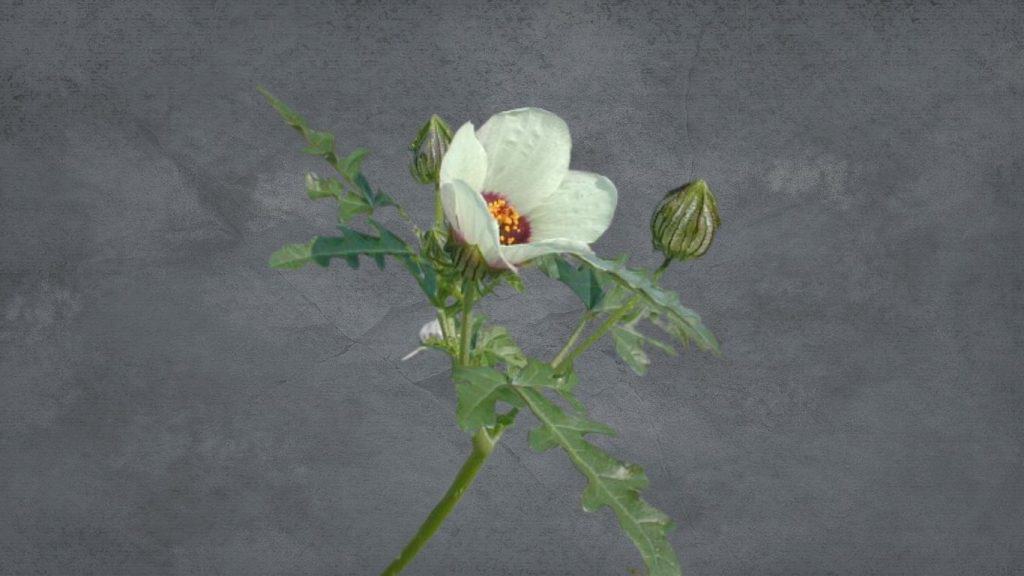 How to Grow Flower of an Hour Hibiscus Trionum Garden Bagan