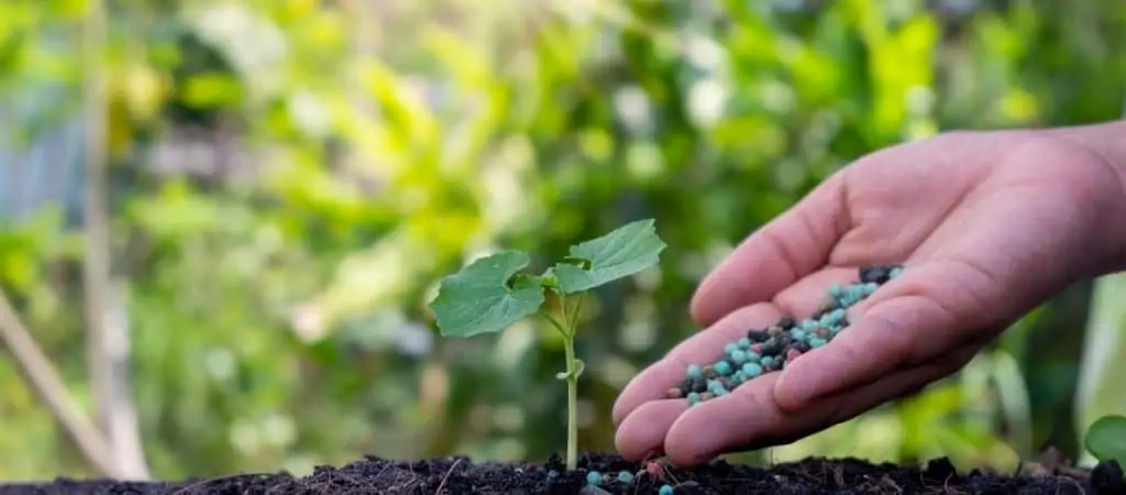 What is 312 Fertilizer and How to use it? Plant Care