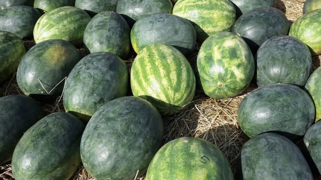 Are Watermelons Perennial or Annual plants? Garden Bagan