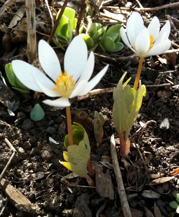 How to grow Bloodroot Flowers: Sanguinaria canadensis