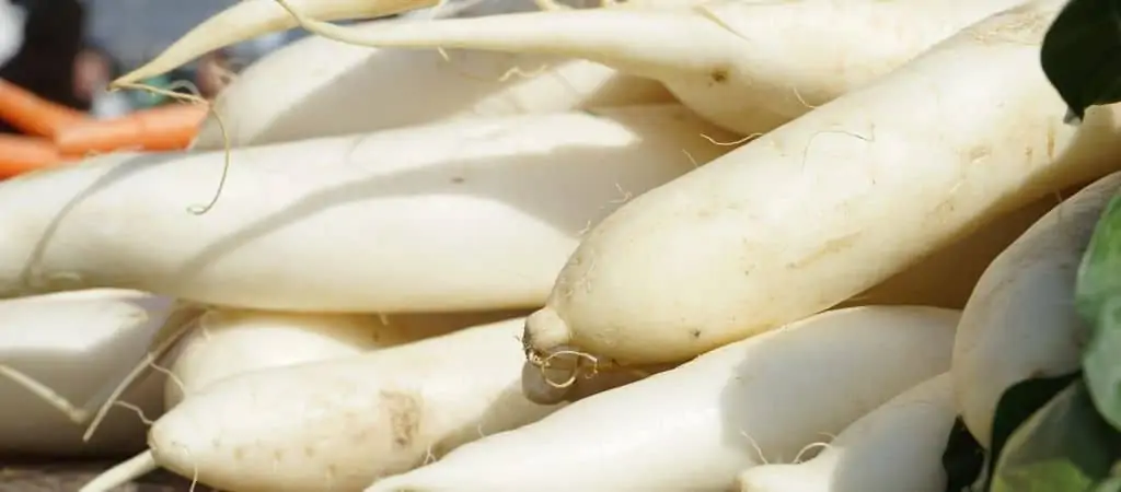 How to Grow White Radish From seeds in Containers?
