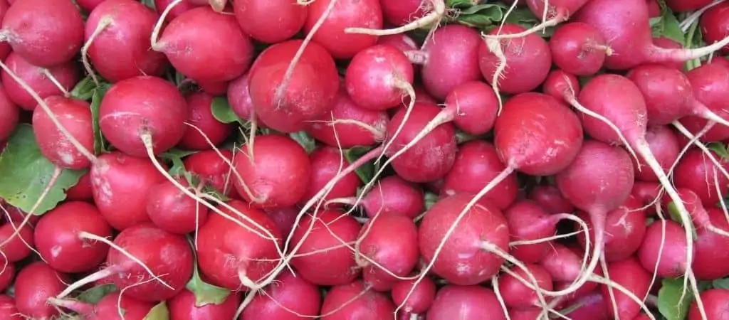 Proper Spacing for Radishes in the Garden