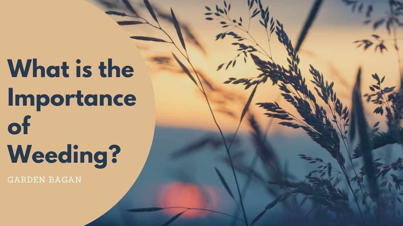 What is the Importance of Weeding?