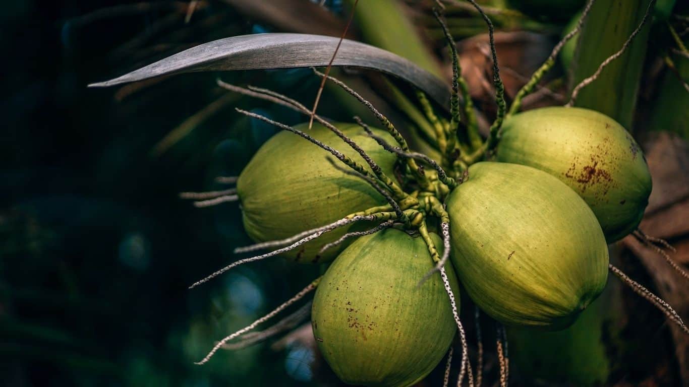Is Coconut a Fruit or Seed?