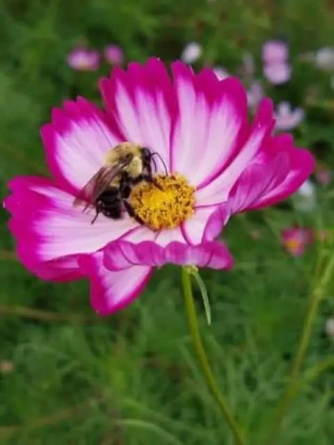 How to Grow Mexican Aster: Cosmos Bipinnatus?