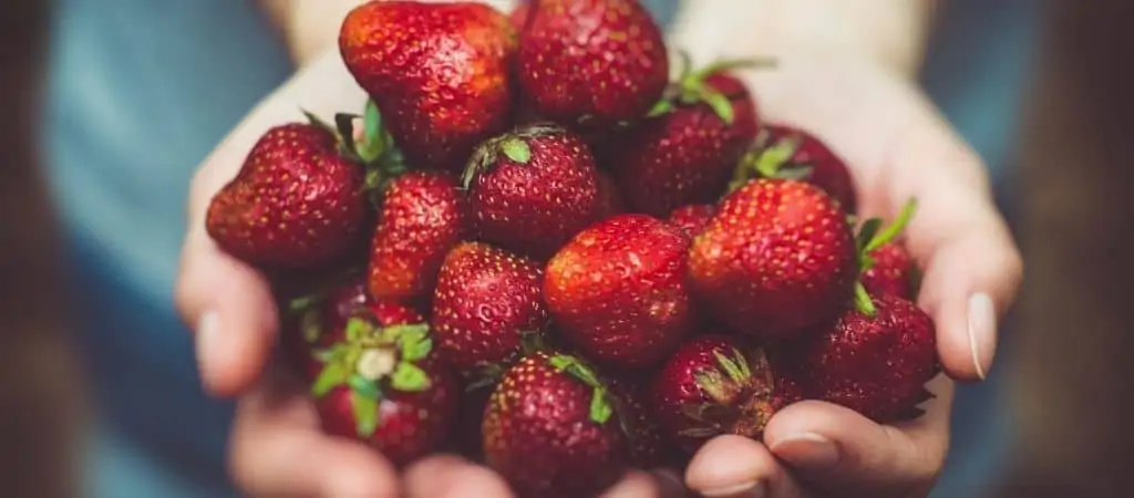 Grow Strawberries from store-bought Fruit