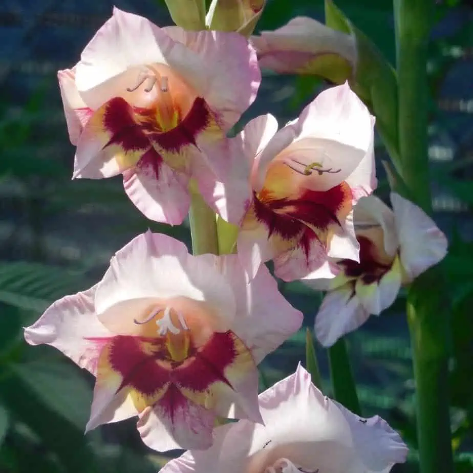 how to Care for Gladiolus Plants