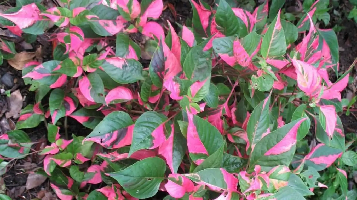 How to Grow Alternanthera Ficoidea- Party Time