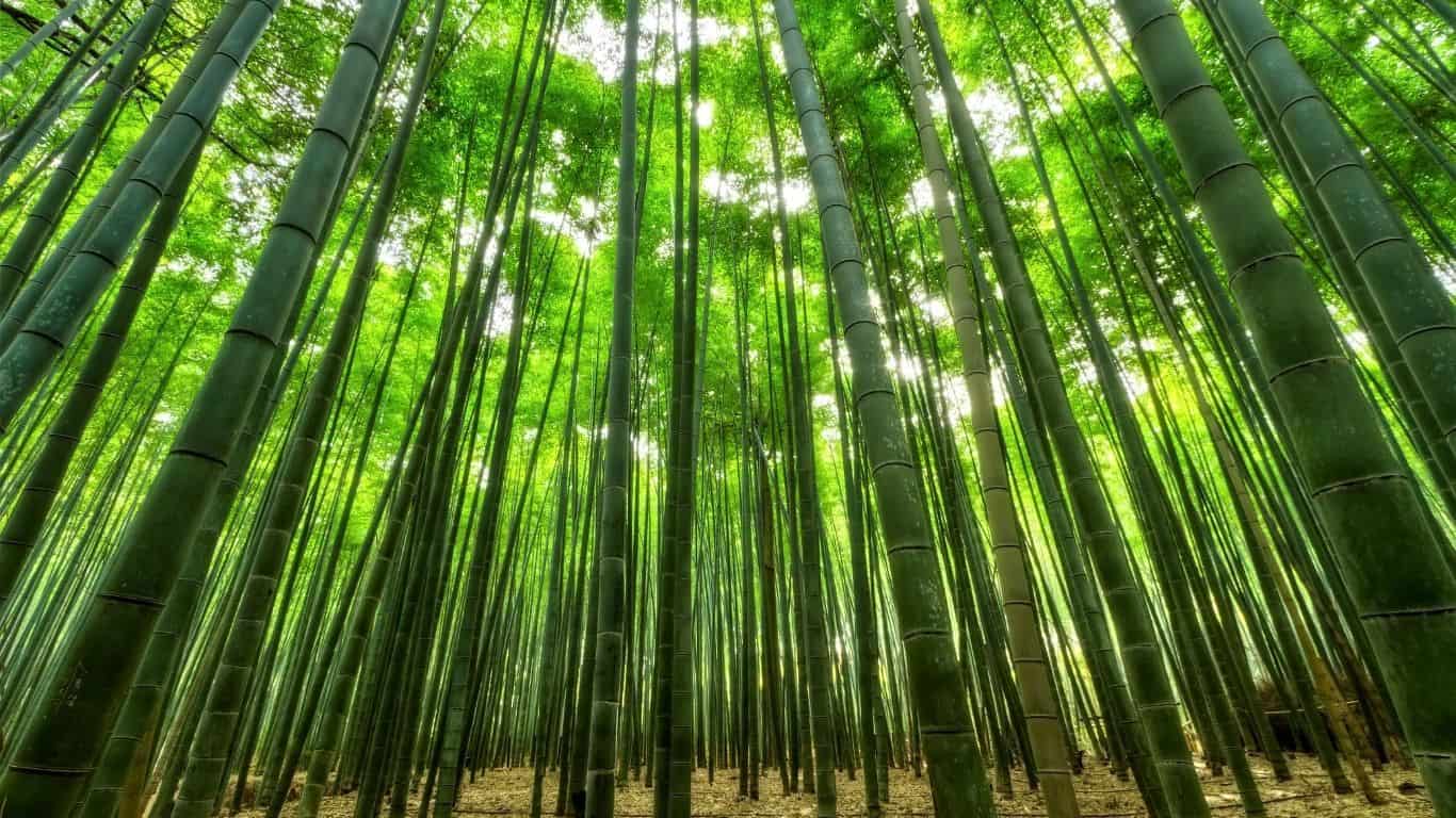 How Long Does It take to Grow Bamboo
