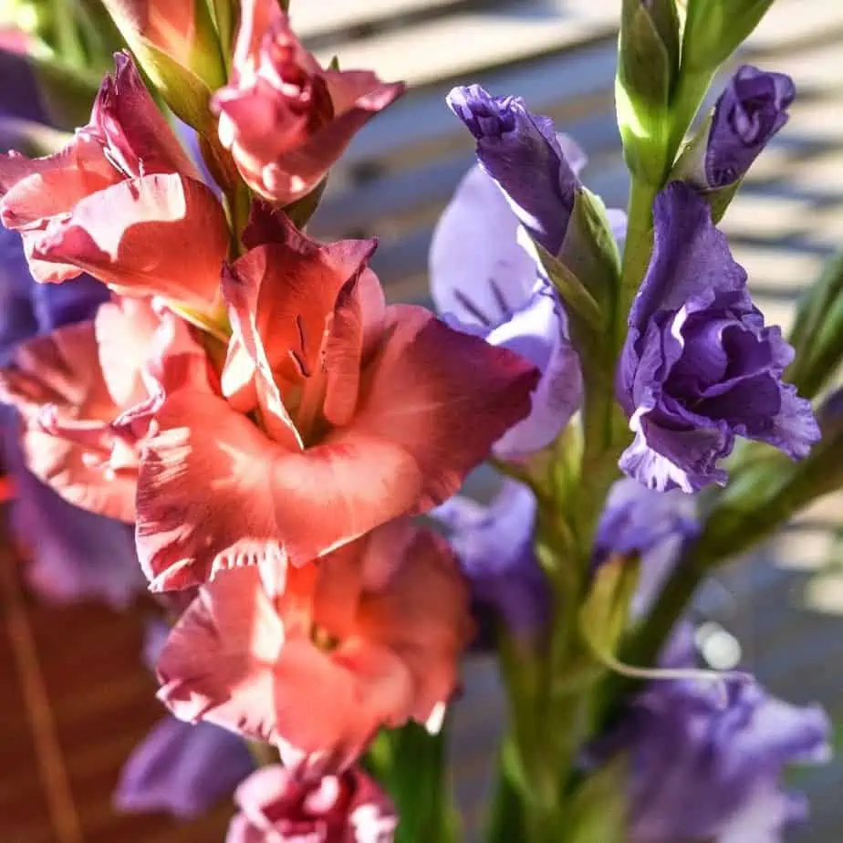 How to Grow Gladiolus flowers