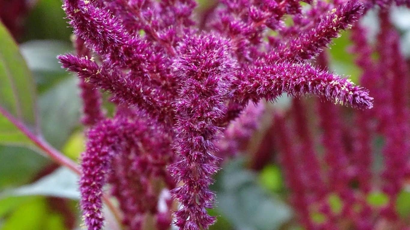 How to Grow Hopi Red Dye Amaranth?