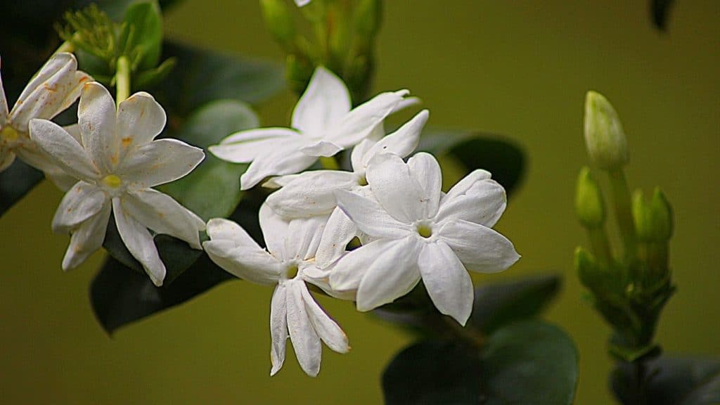 Everything To know About Jasmine Plants Garden Bagan