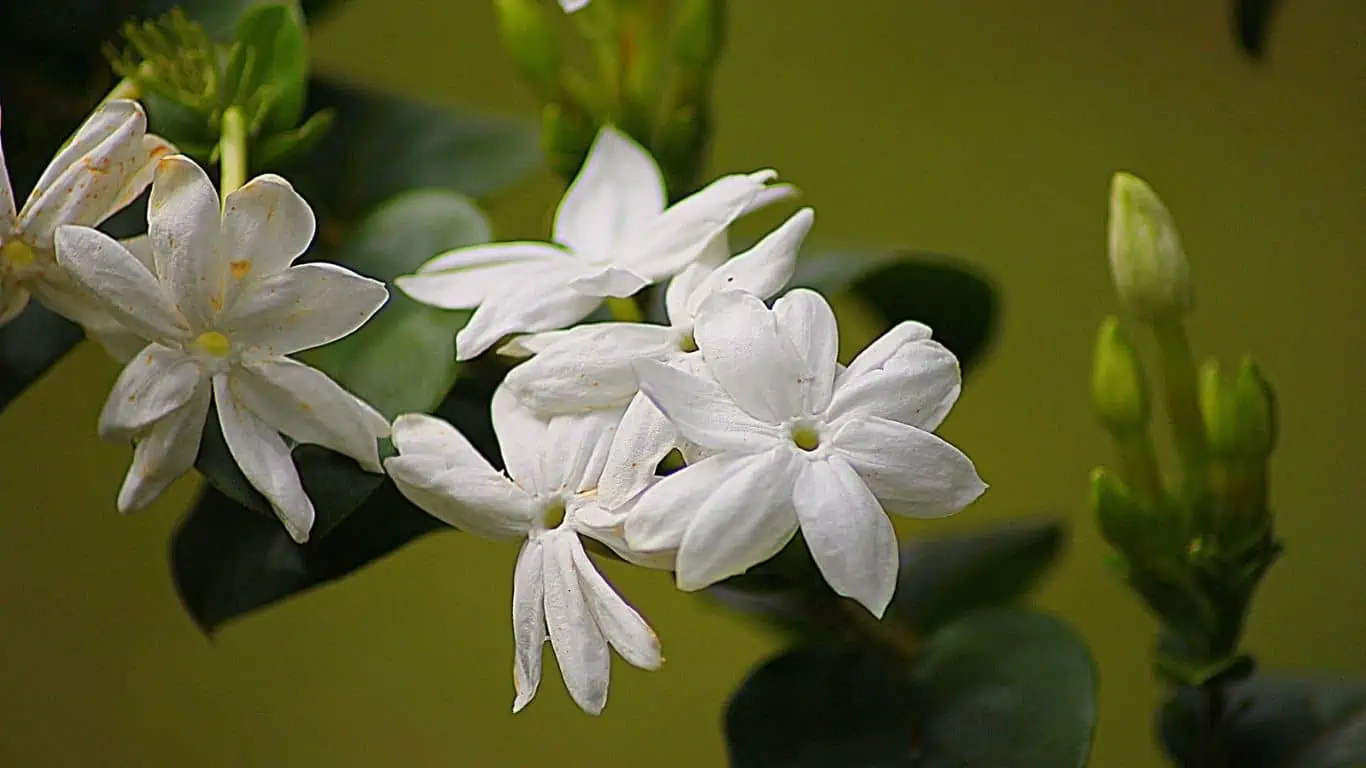How to get Maximum Bloom in Jasmine Plants?