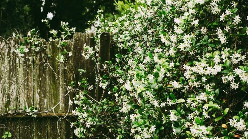 How to Choose a Jasmine Plant for Gardening? Garden Bagan