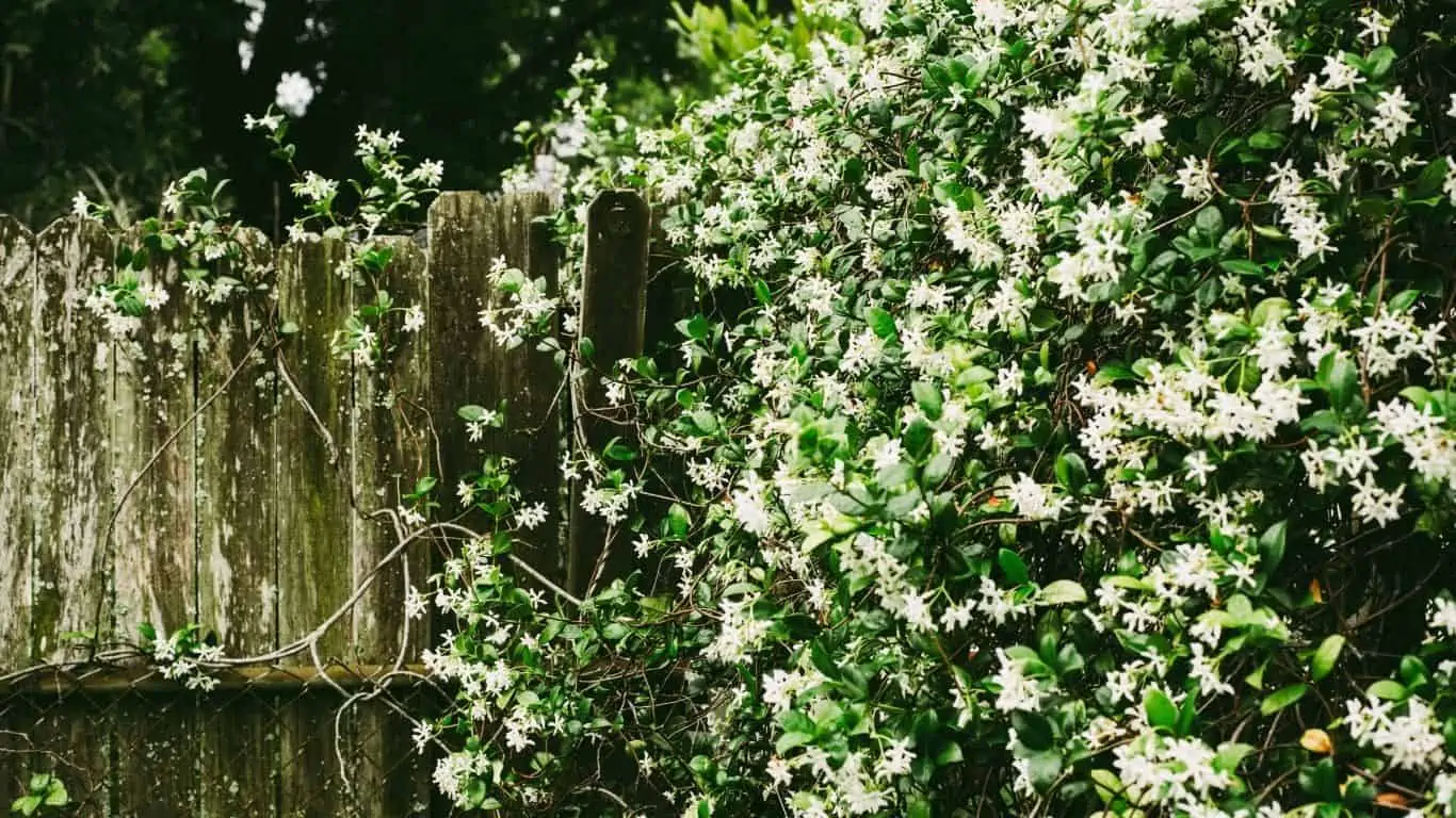 get Maximum Bloom in Jasmine Plants