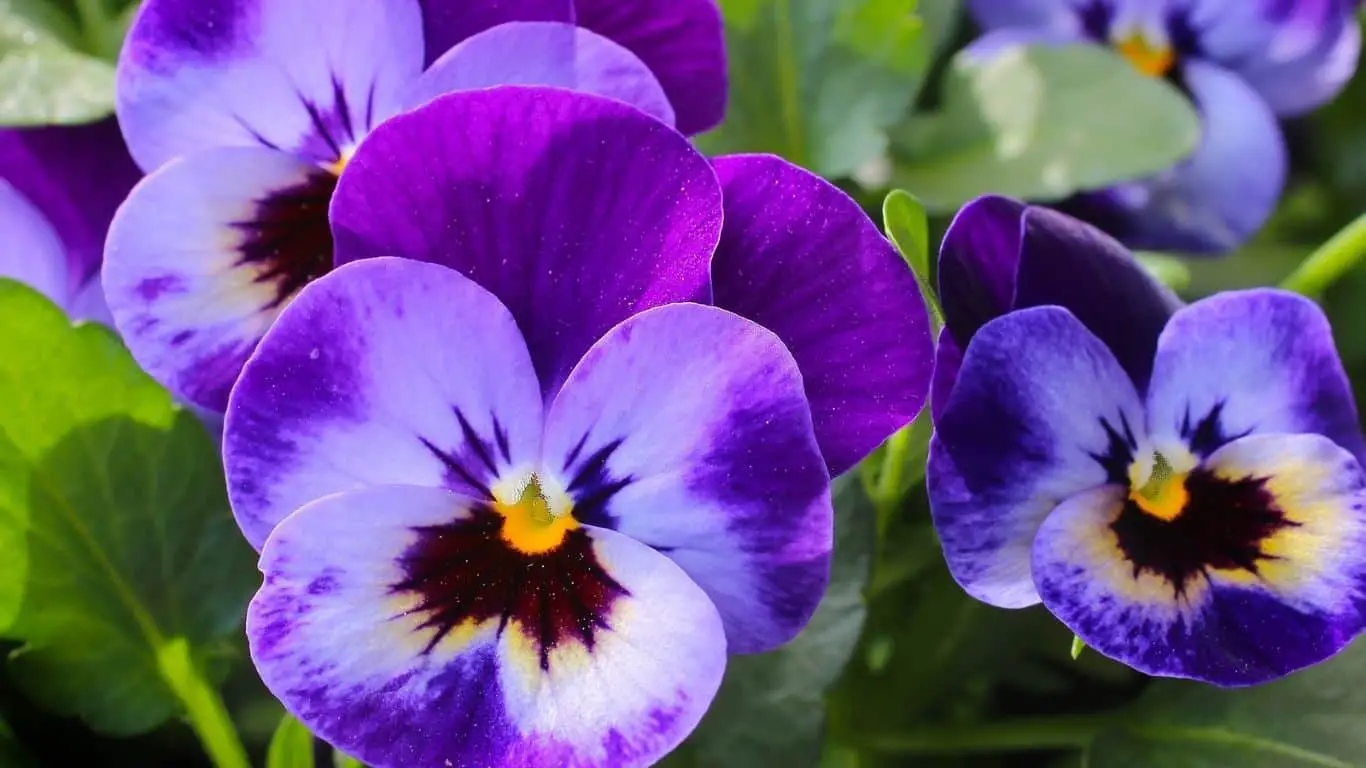 Save Pansies for Bugs and Insects