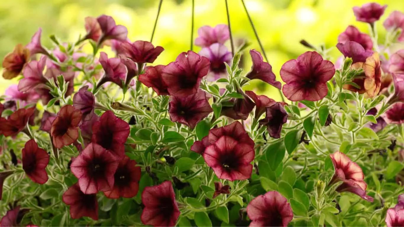 Grow Petunia Plants in Containers
