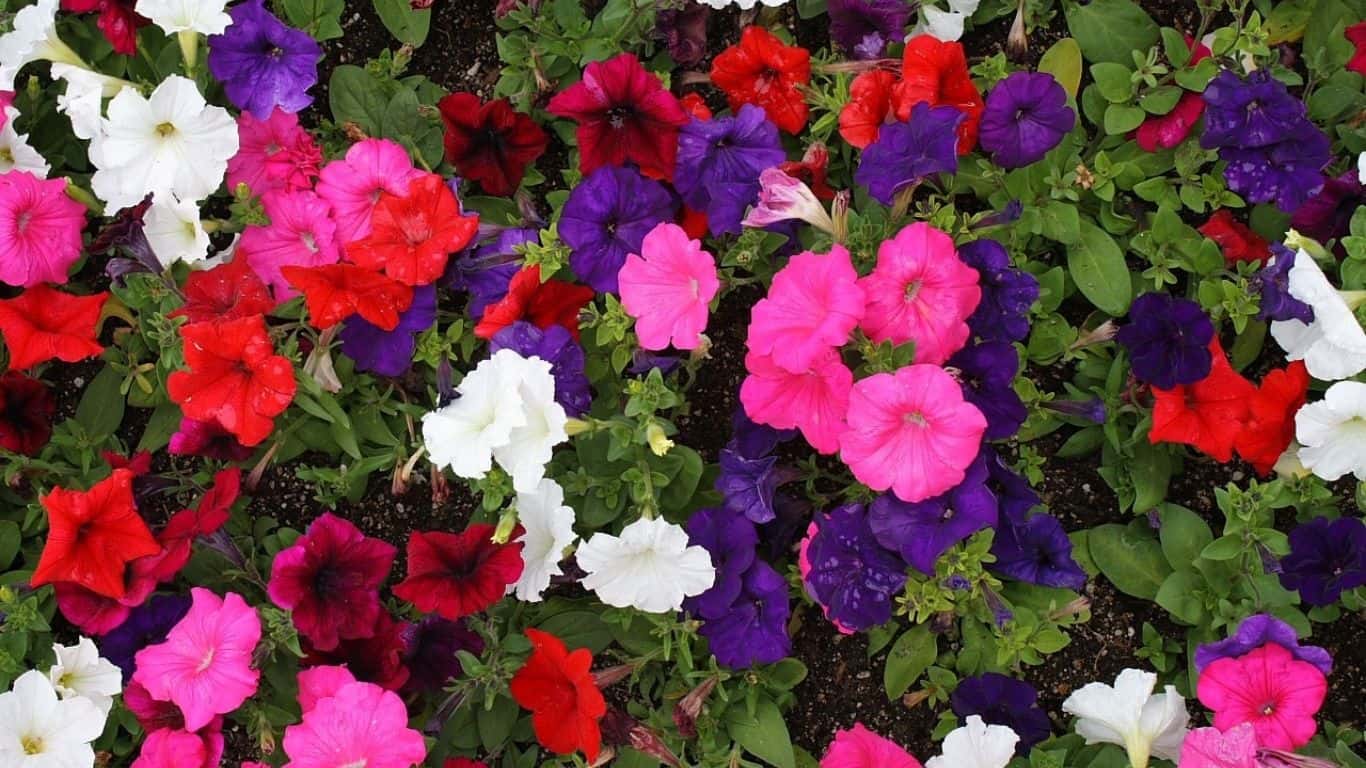 Are Petunias Perennial or Annual?