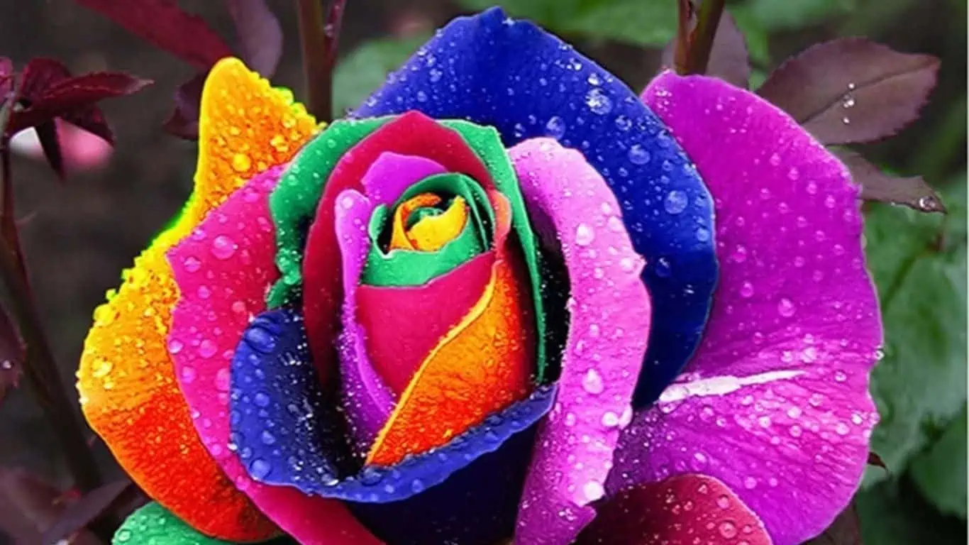 How To Grow Rainbow Roses