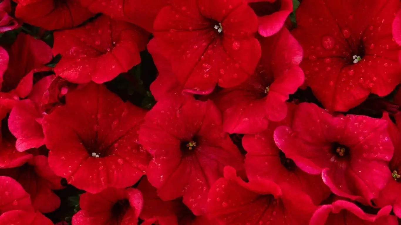 Petunia Plant Care: Pest Problems and Solutions