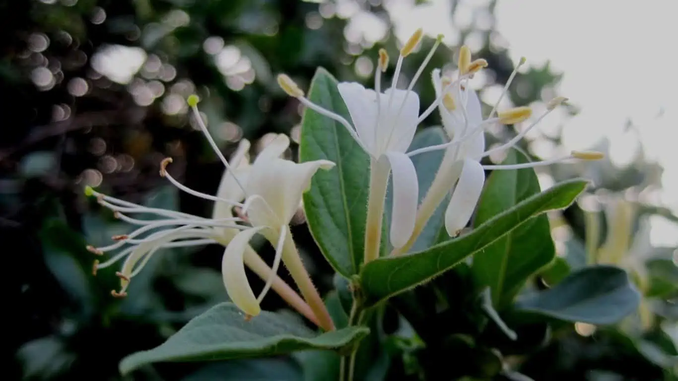 Treat Insects on Honeysuckle vine Leaves