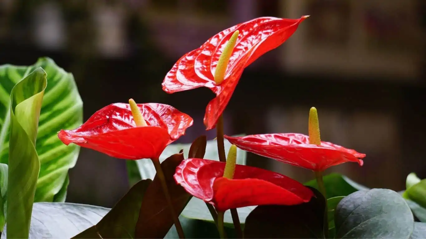 Right Time to Water Anthuriums