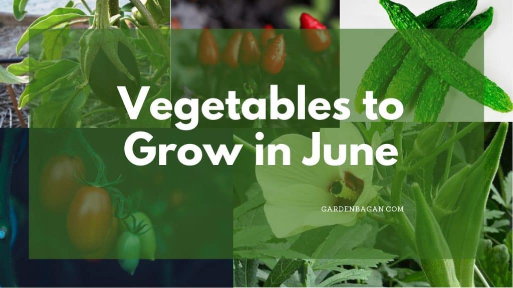 28 Vegetables to Grow in June Monthly Gardening Garden Bagan